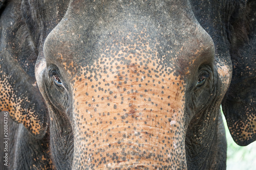 Elephant looking directly at viewer, color