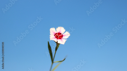 Rainbow pink flower for sky background