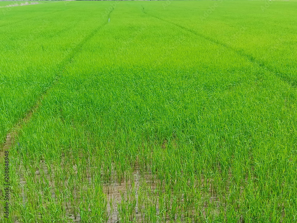 Fototapeta premium Rice field for green background,copy space.