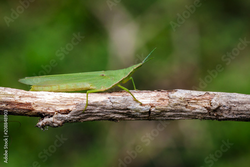 Image of Mediterranean Slant-faced Grasshopper (Acrida ungarica) on a brown branch. Insect. Animal