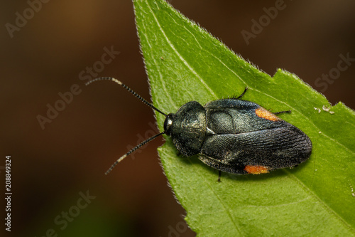 Image of black cockroach with orange markings or Eucorydia aenea dasytoides(Eucorydia sp) on green leaves. Insect. Animal. photo