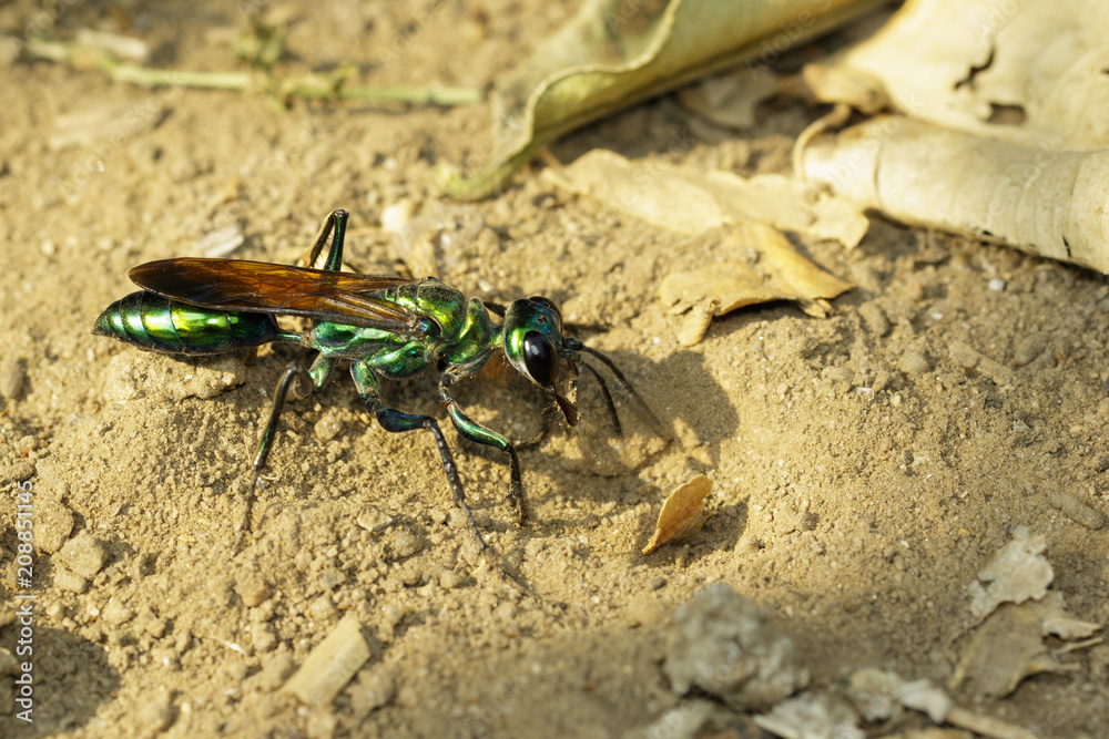Image of Jewel Wasp or Emerald cockroach wasp (Ampulex compressa) on the ground. Insect. Animal. Image of Jewel Wasp or Emerald cockroach wasp (Ampulex compressa) on the ground. Insect. Animal.