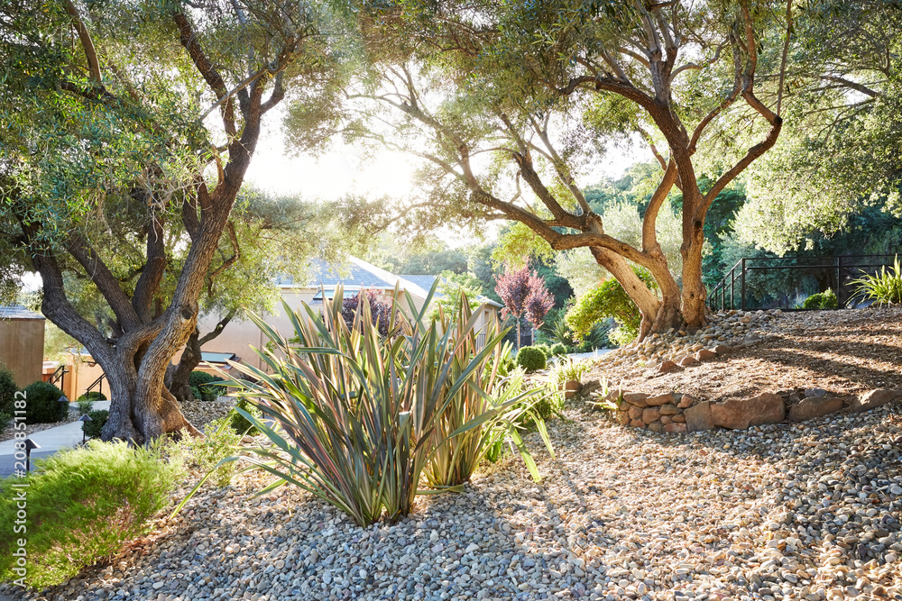 Xeriscape Landscaping with olive trees Stock Photo Adobe Stock