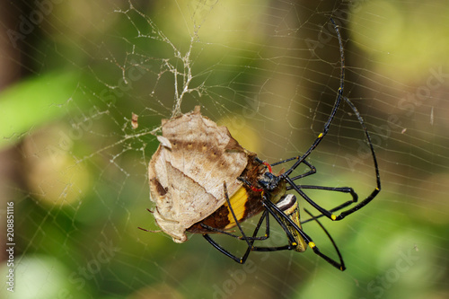 Image of Golden Long-jawed Orb-weaver Spider(Nephila pilipes) eating dead butterflies on the spider web. Insect. Animal