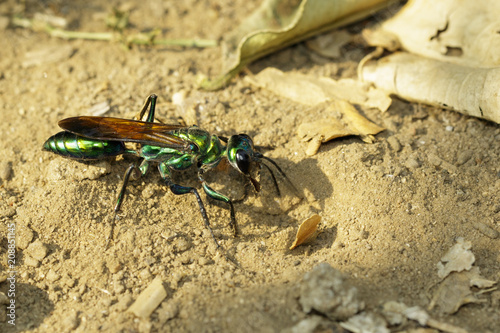 Image of Jewel Wasp or Emerald cockroach wasp (Ampulex compressa) on the ground. Insect. Animal. photo