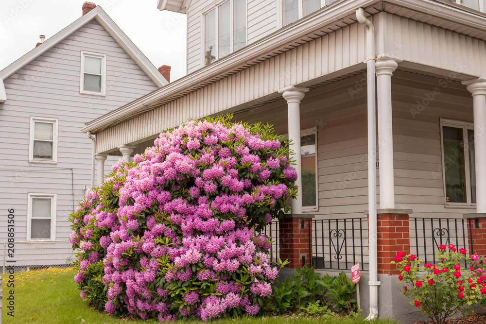 Beautiful pink flowers in front of White House