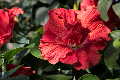 Red Chinese rose flower