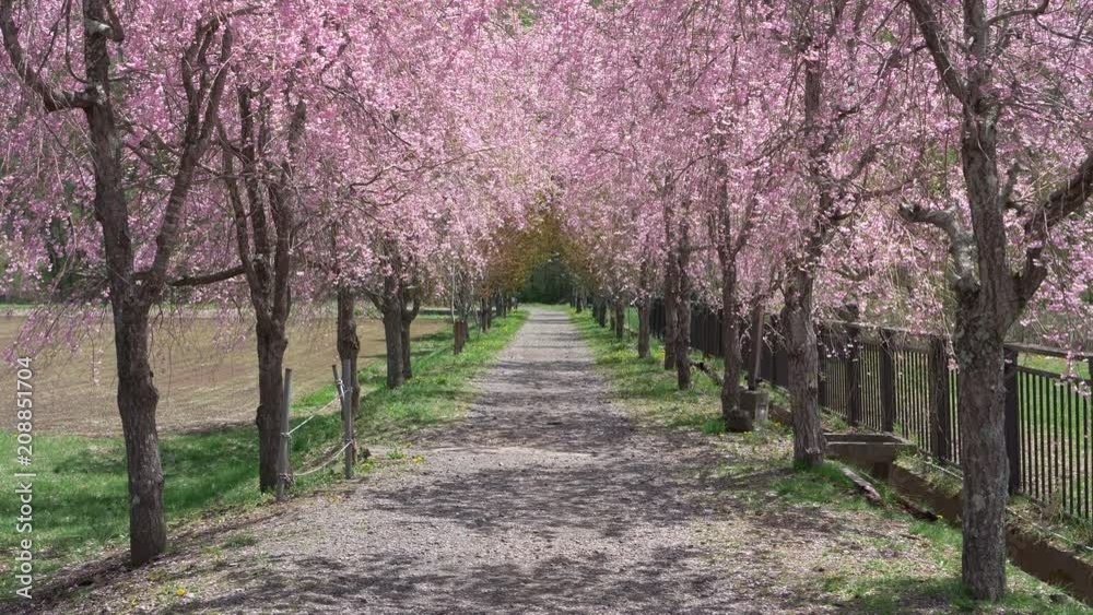 Japanese Man Walking the Gravel Road Treelined with Cherry Trees Japanese Man Walking the Gravel Road Treelined with Cherry Trees