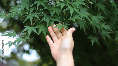 hands and maple leaves