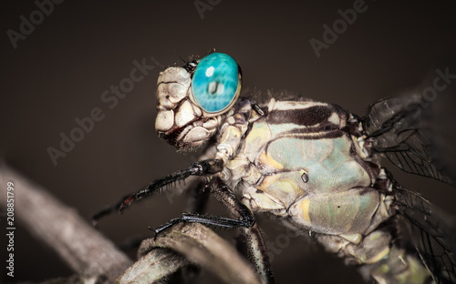 Clubtail photo