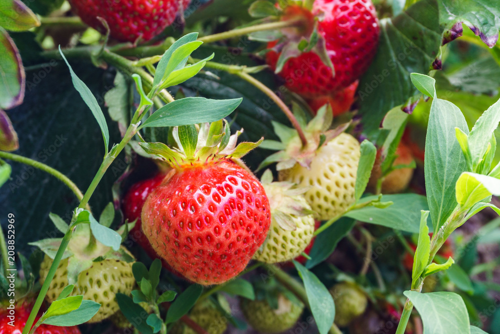 Fresh strawberry on the bush growth at the farm. Fresh strawberry on the bush growth at the farm.