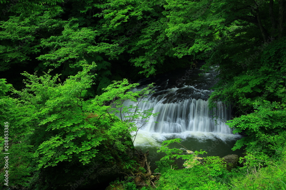 葛丸渓流　新緑の一の滝