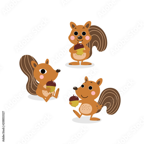 cute squirrel and nut cartoon vector. animal character