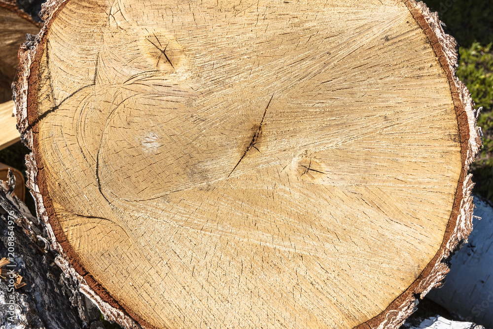 Birch stumps for firewood. Sawmill. Old wooden natural texture Birch stumps for firewood. Sawmill. Old wooden natural texture