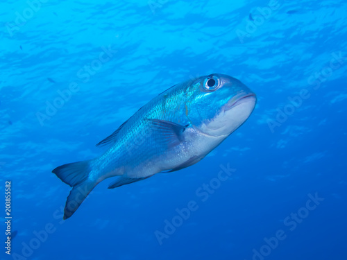 Trevally Fish Underwater Close Up