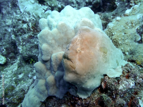 Frogfish Anglerfish Camouflaged Against Coral