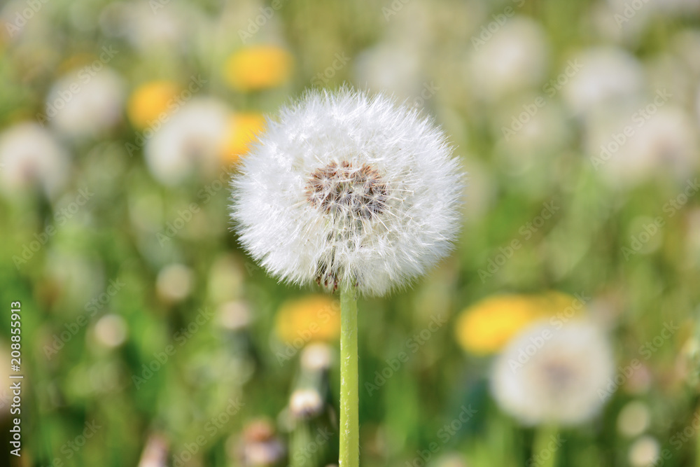 White dandelion close-up White dandelion close-up