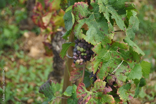 French Grapes