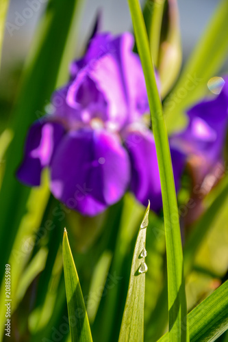 Leaf of Iris in dewdrops in the early morning