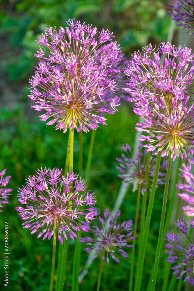 Flowering decorative purple onion Flowering decorative purple onion