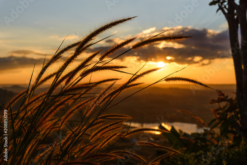 Close-up grass flower with sunset on background