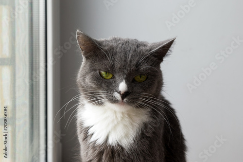 Portrait of sad blue-white cat with green eyes near to the window, front view.