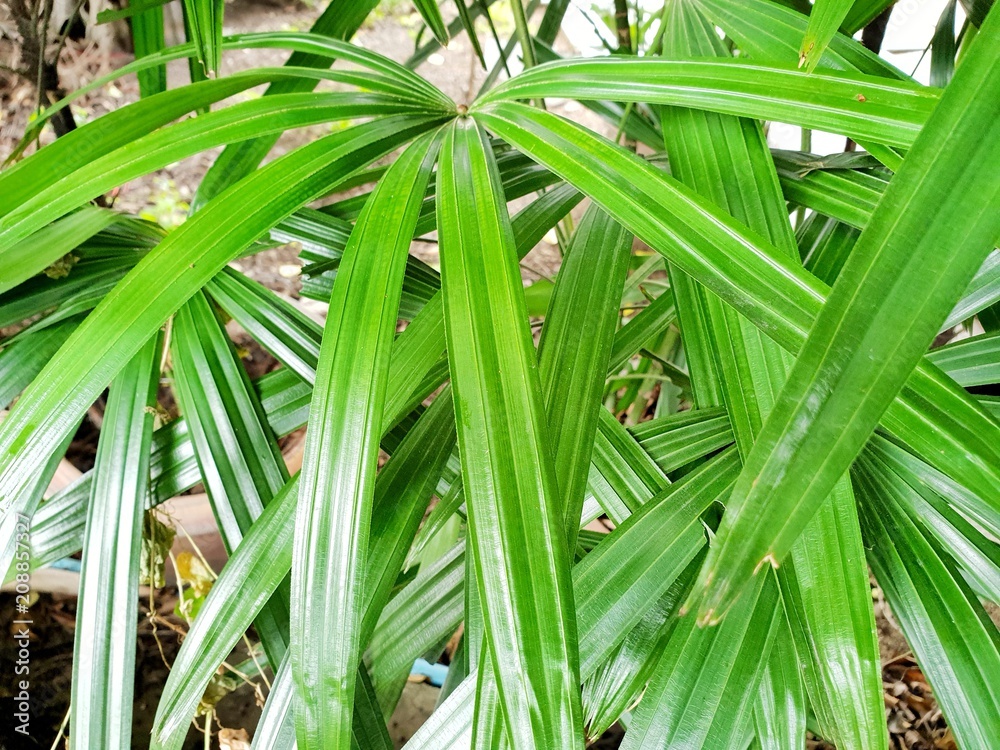 Top view of leaves saw palmetto. Abstract leaves texture. Natural green wallpaper concept. Ecological Concept, (sabal palm) Top view of leaves saw palmetto. Abstract leaves texture. Natural green wallpaper concept. Ecological Concept, (sabal palm)