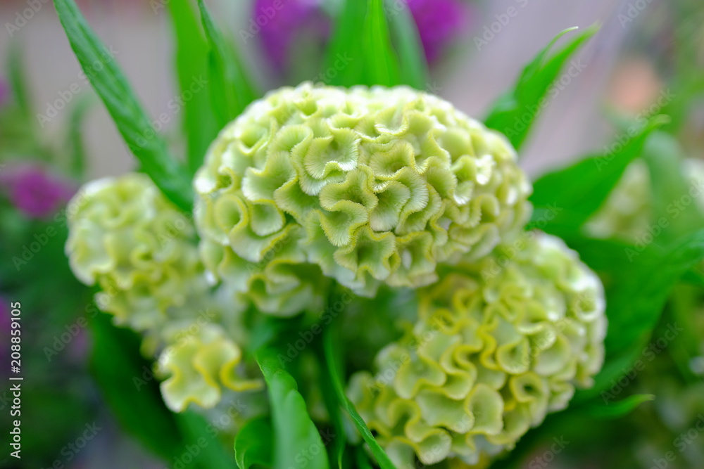 Very special plant in green coral like flower Very special plant in green coral like flower