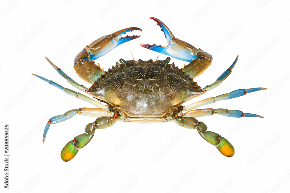 Obraz blue crab isolated on white background