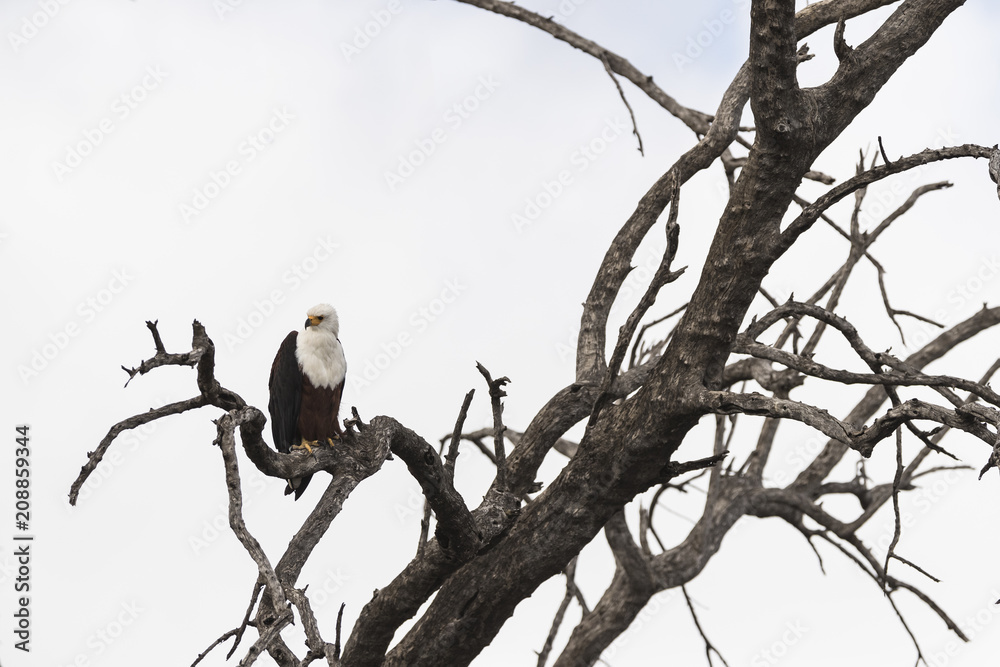 African Fish Eagle on the branch of a tree African Fish Eagle on the branch of a tree