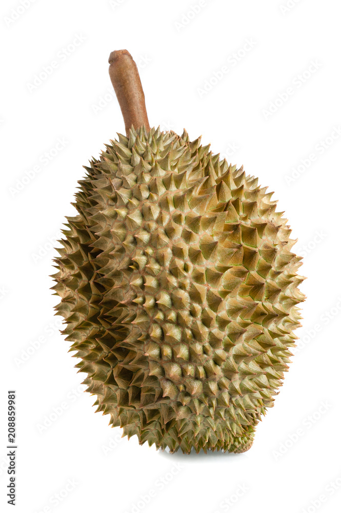 Mon Thong durian fruit Mon Thong durian fruit