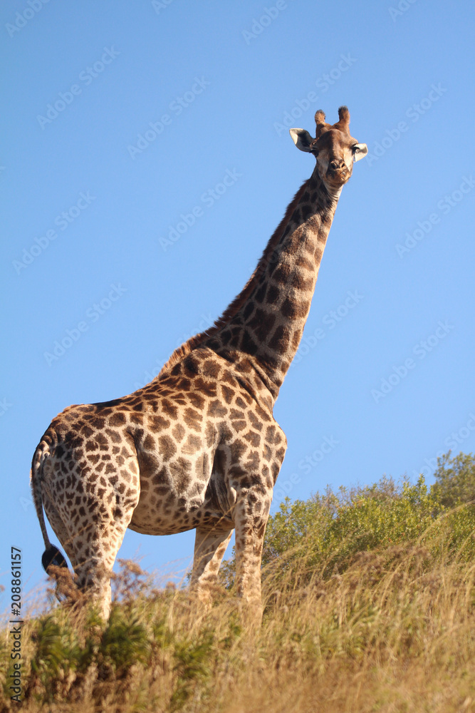 Obraz premium Giraffe in the African wild
