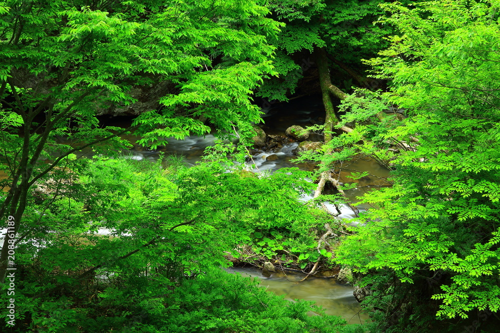 Fototapeta premium 葛丸渓流 新緑の一の滝