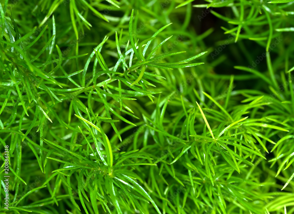 Asparagus Densiflorus Sprengeri or Sprengeri Asparagus Fern Asparagus Densiflorus Sprengeri or Sprengeri Asparagus Fern