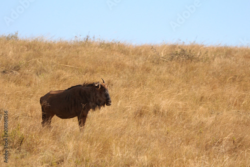 Fototapeta Naklejka Na Ścianę i Meble -  Blue Wildebeest in the African wild