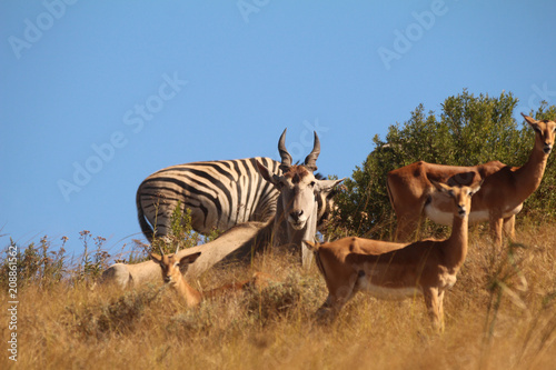 Fototapeta Naklejka Na Ścianę i Meble -  Animals in the African wild