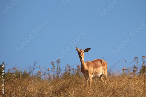 Impala in the African wild
