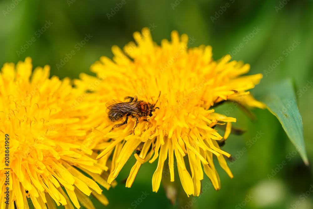Small bee collects pollen on dandelion close up. Insect on yellow flower in macro. Textured background from blowball and bee. Small bee collects pollen on dandelion close up. Insect on yellow flower in macro. Textured background from blowball and bee.