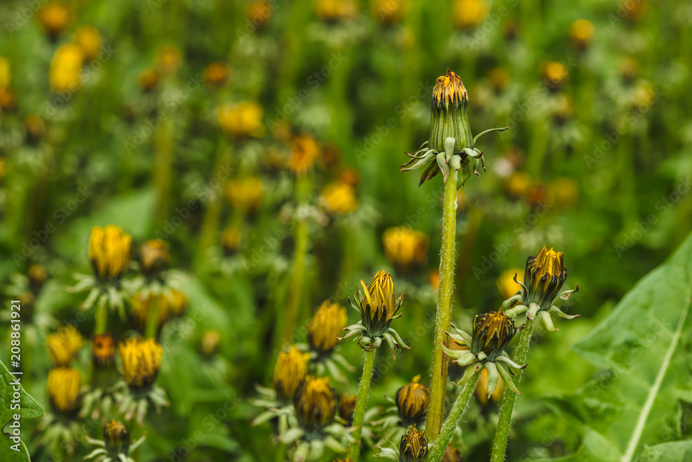 Group of yellow dandelions on green lawn. Small beautiful flowers in grass close up. Textured background of blowball in greenery. Group of yellow dandelions on green lawn. Small beautiful flowers in grass close up. Textured background of blowball in greenery.