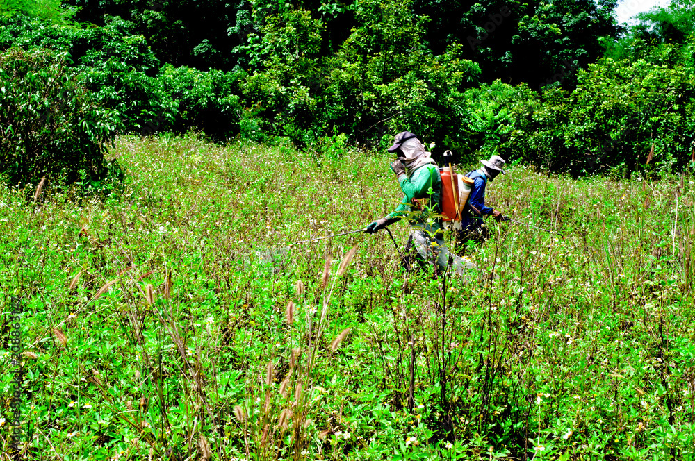 Farmers spray herbicide. Kill insects to prevent eating. Farmers spray herbicide. Kill insects to prevent eating.