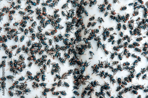 Many fly and Dirty insect and dead fly or carrion of fly on white background.