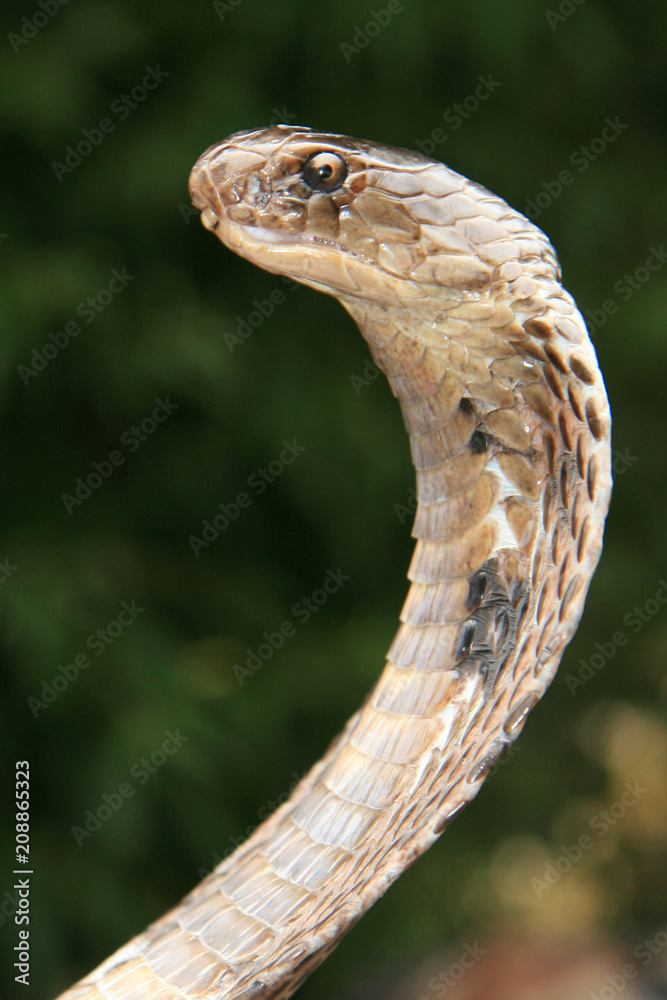 Fototapeta premium Snake Charming, India