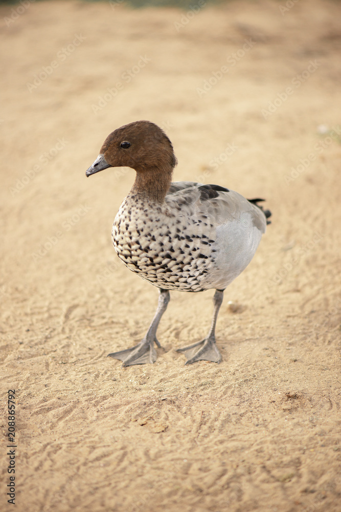 Small duck on the farm Small duck on the farm