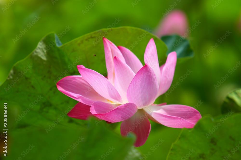 Beautiful pink lotus Beautiful pink lotus