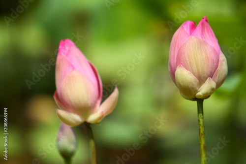 Beautiful pink lotus 