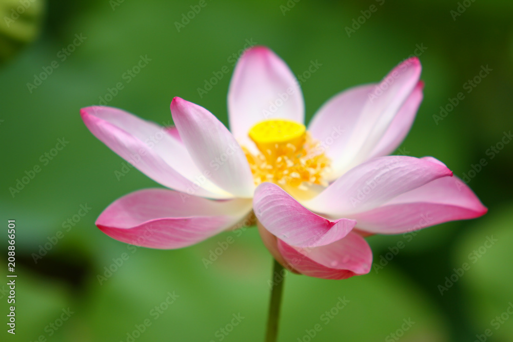 Beautiful pink lotus 
