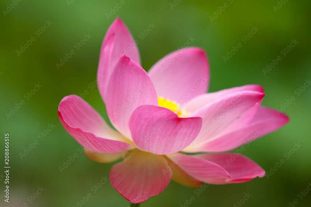 Beautiful pink lotus Beautiful pink lotus