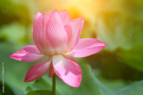 Beautiful pink lotus 