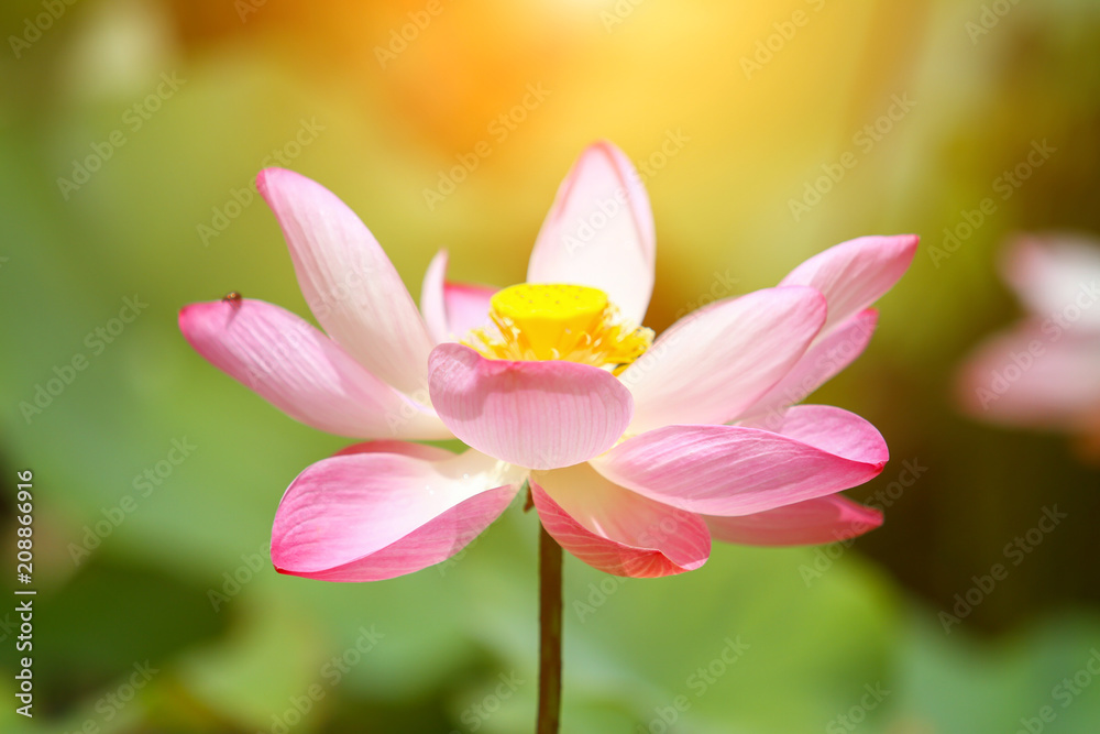 Naklejka premium Beautiful pink lotus 