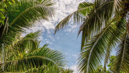 Tropical palm leaves on blue sky